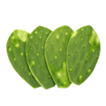Nopal Sin Espinas