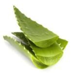 Sabila