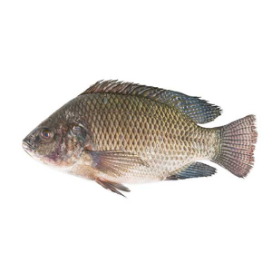 Mojarra