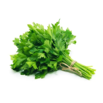 Cilantro